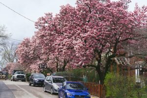 Magnolias on Kamin Street, Squirrel HIll, Pittsburgh
